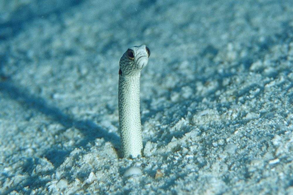 A spotted garden eel is shown in this file photo.