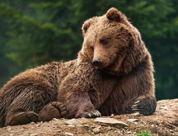 A stock image of a brown bear resting on forest ground.