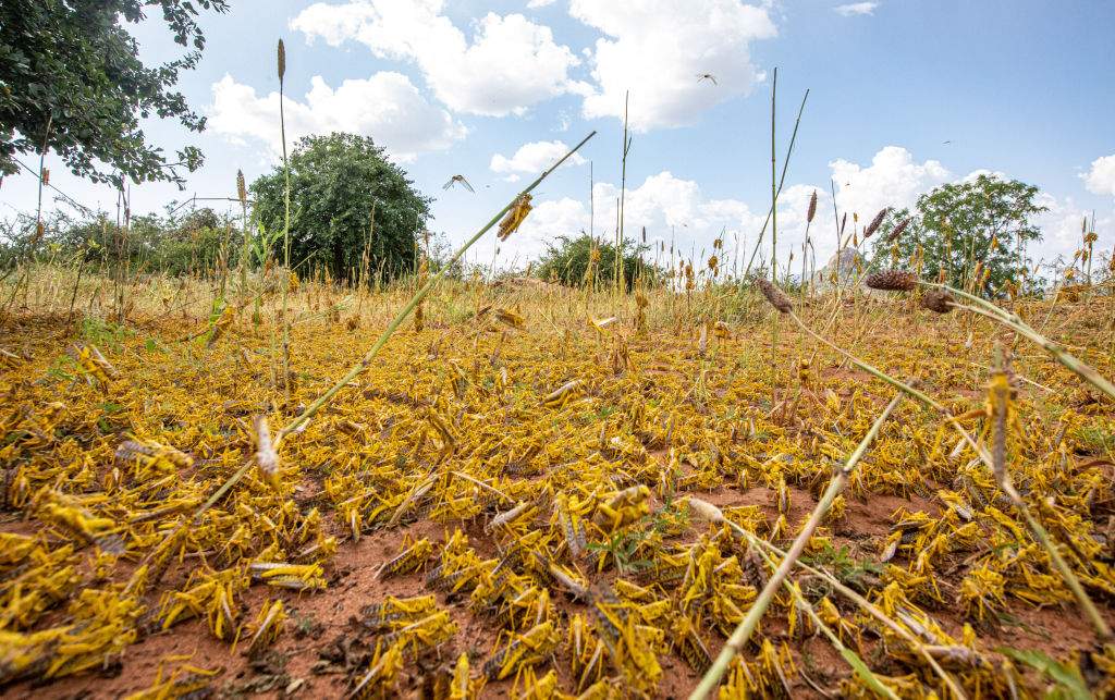 A swarm of desert locusts invade parts of Mwingi town in Kitui County, Kenya, Feb. 20, 2020.