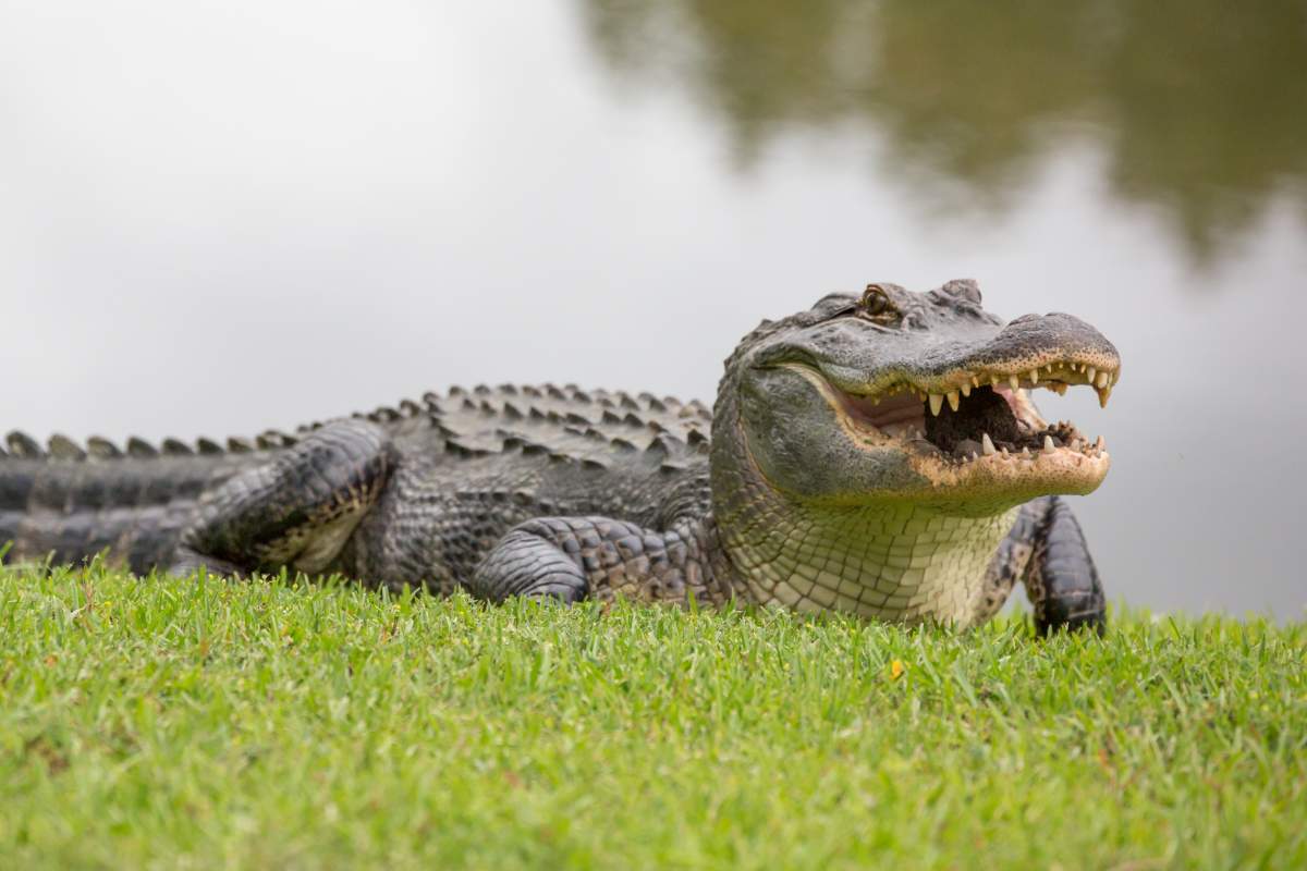 An alligator sitting on the grass beside a pond.