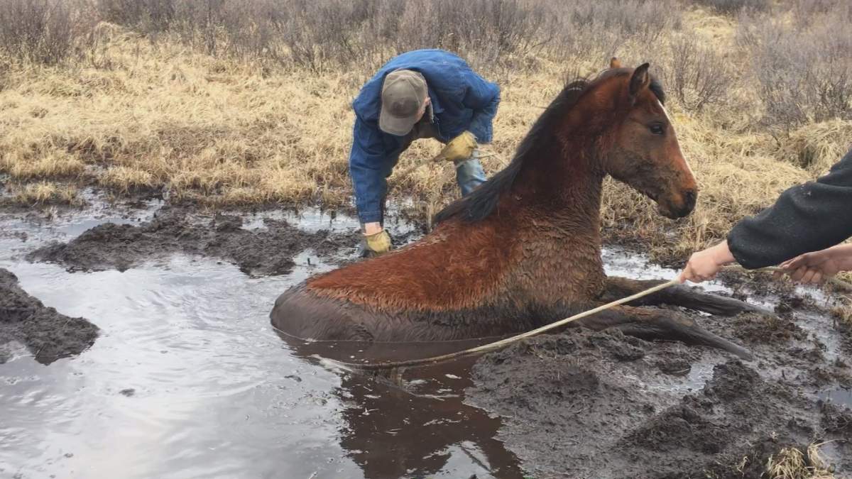 A group of wild horse advocates spent more than an hour trying to rescue a trapped horse.