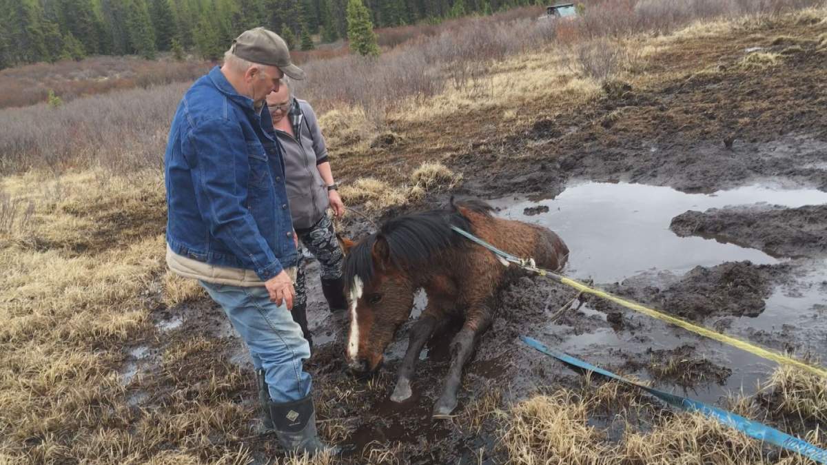 A group of wild horse advocates spent more than an hour trying to rescue a trapped horse.