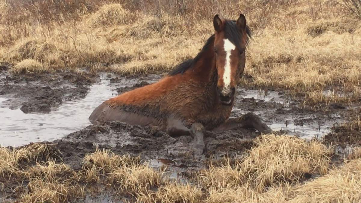A group of wild horse advocates spent more than an hour trying to rescue a trapped horse.