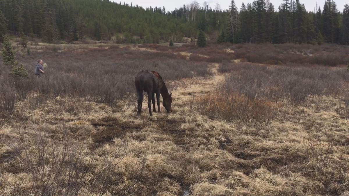A group of wild horse advocates spent more than an hour trying to rescue a trapped horse.