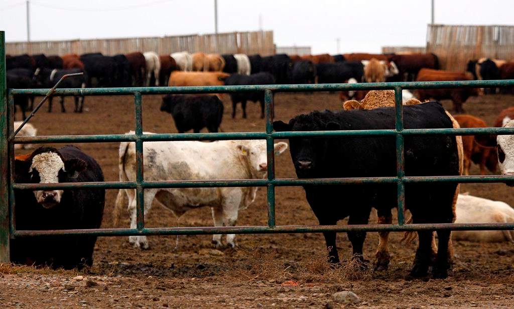 Ten million dollars in funding has been announced to help livestock producers amid industry slowdown.