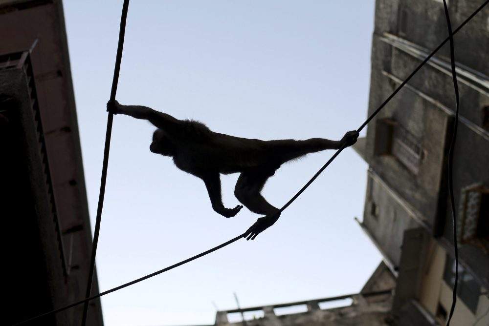 In this file photo, a monkey crosses telephone wires on a street in New Delhi, India, Thursday, Sept. 27, 2012.