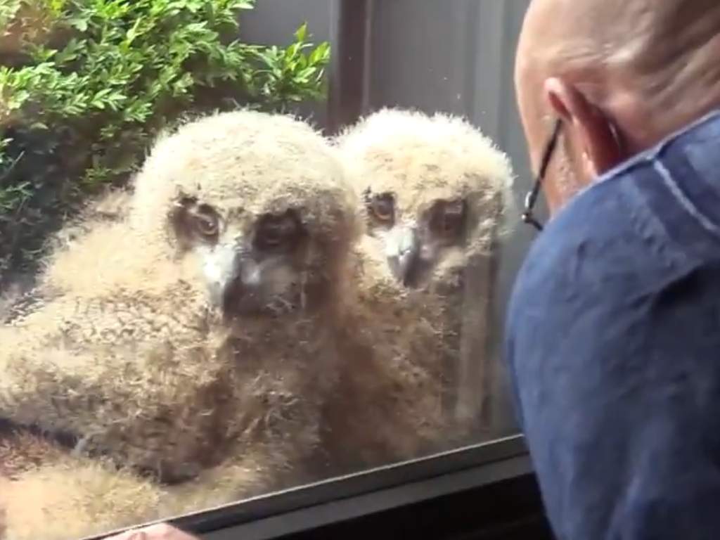 A Eurasian eagle owl, Europe's biggest owl, made a nest outside Belgian Jos Baart's home. After her three chicks hatched, they started watching TV with him.