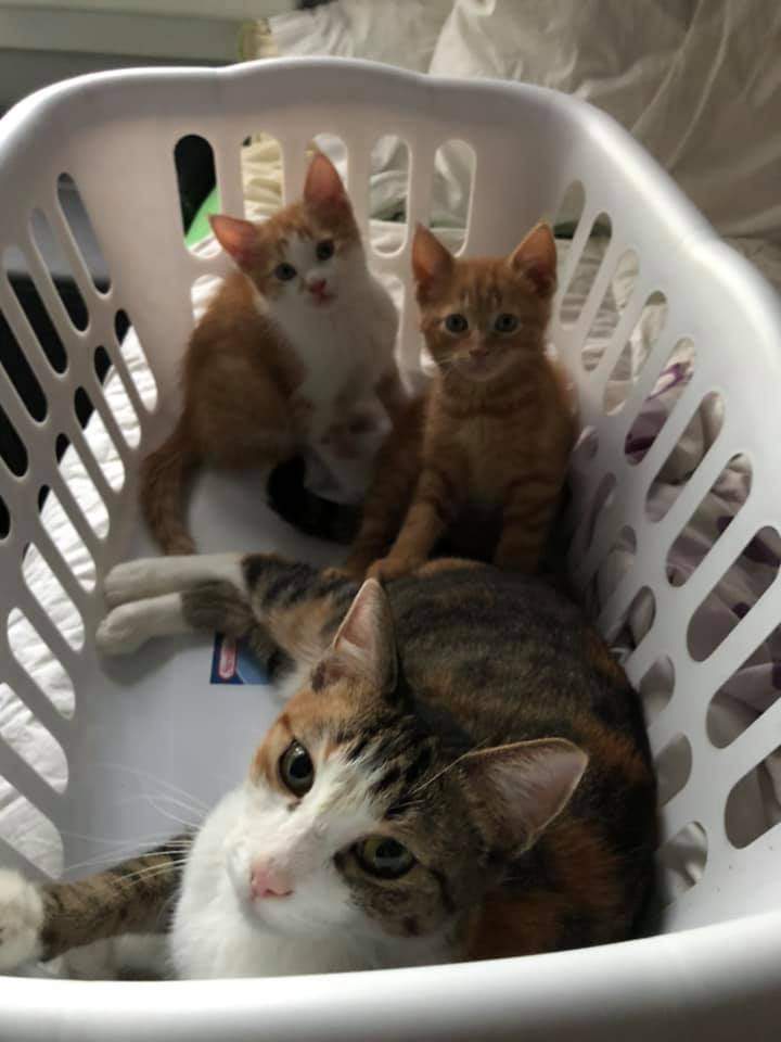 Freckles arrived pregnant to the humane society in January. The five kittens are in foster care.