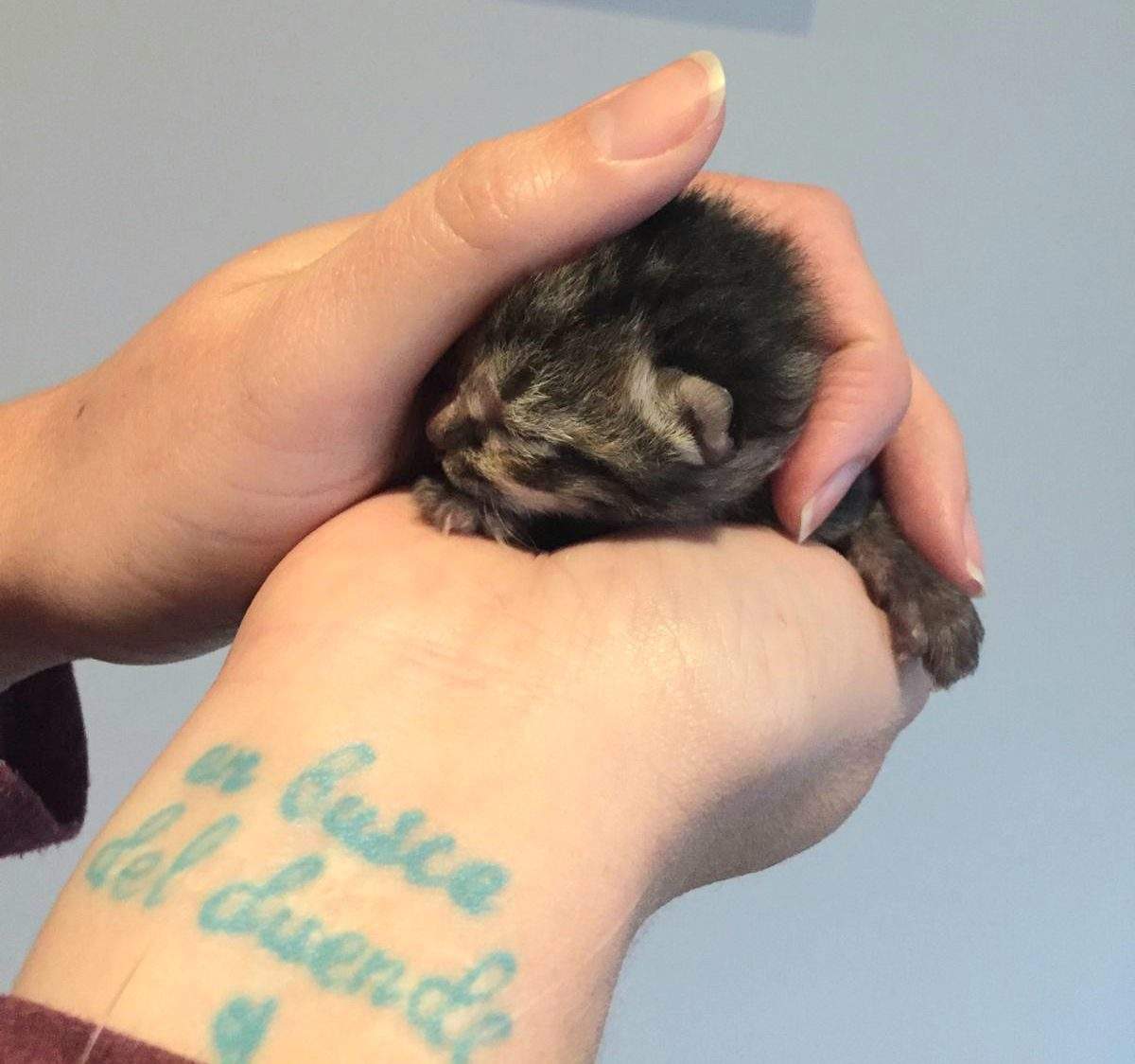 Blossom was born on Easter weekend and came to the shelter on Easter Sunday, only a couple of hours old.
