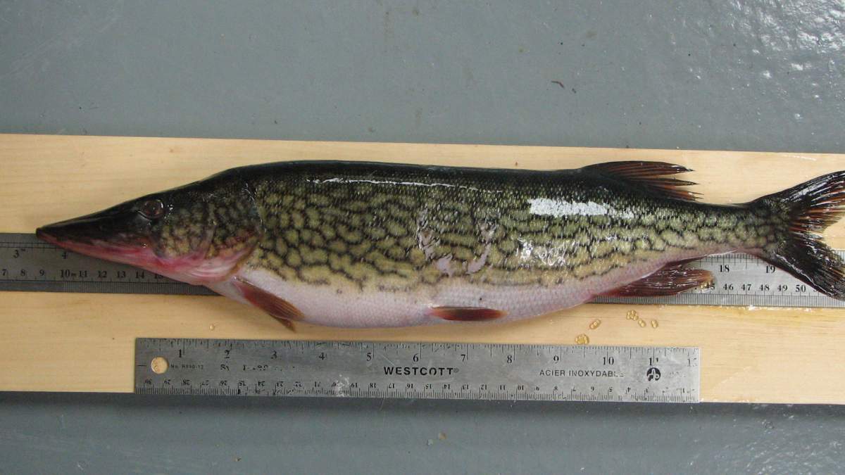 Chain Pickerel