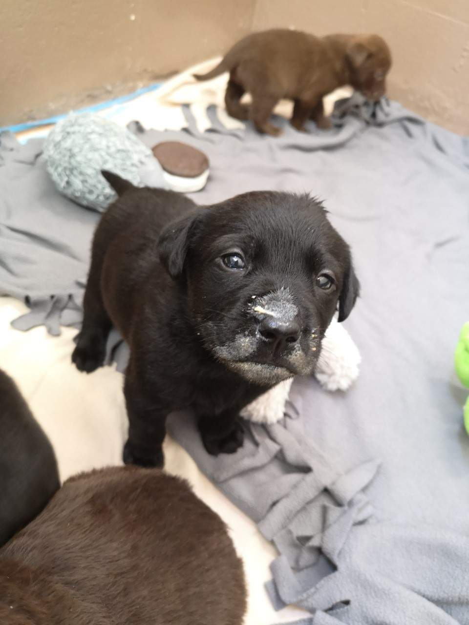 One of the puppies now in the care of the BC SPCA in Fort St. John. 