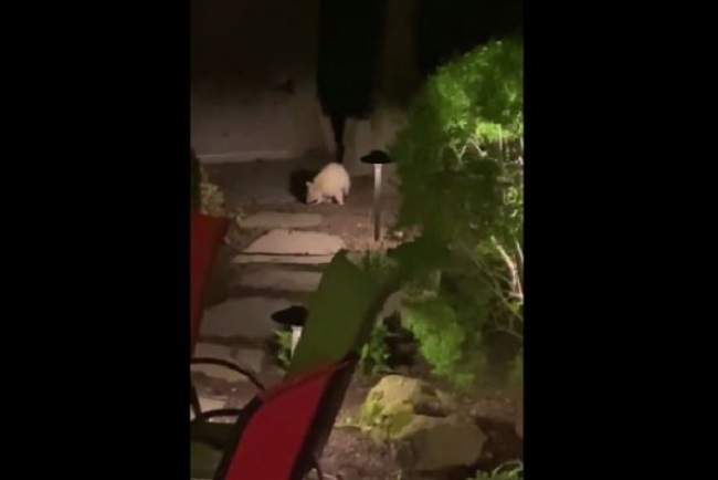 An albino raccoon was spotted in Toronto's Leaside neighbourhood early Wednesday.