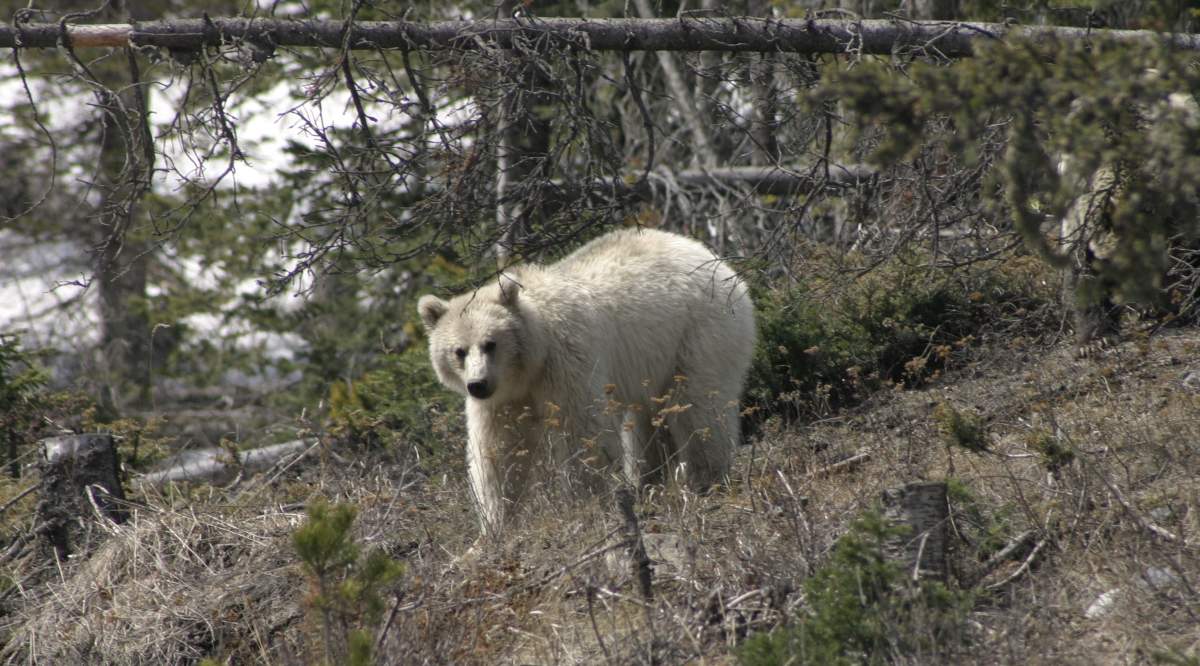 Banff National Park's white grizzly named Nakoda.