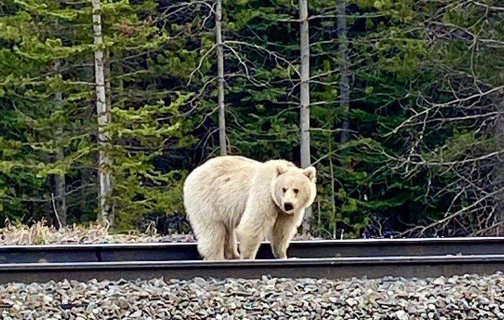 Nakoda, Banff National Park's white grizzly.