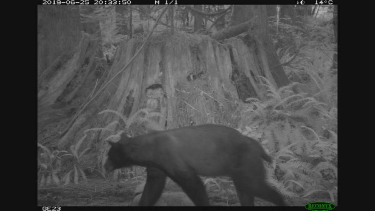 A bear roaming across a park.