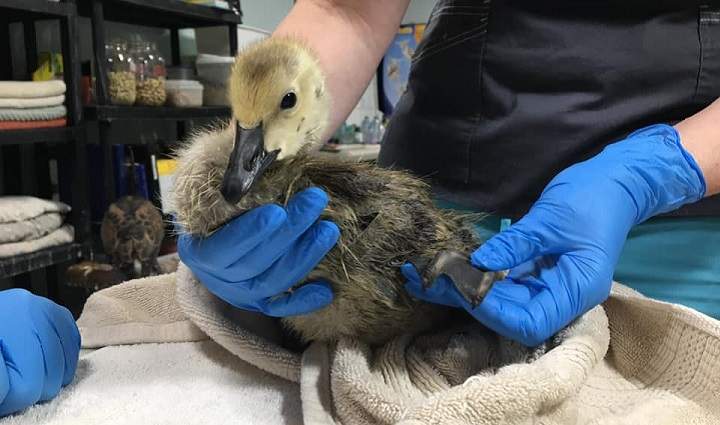This young gosling was horribly mistreated by a child in Wascana Park, prompting those who witnessed it to call 911 for its rescue, Salthaven West said.