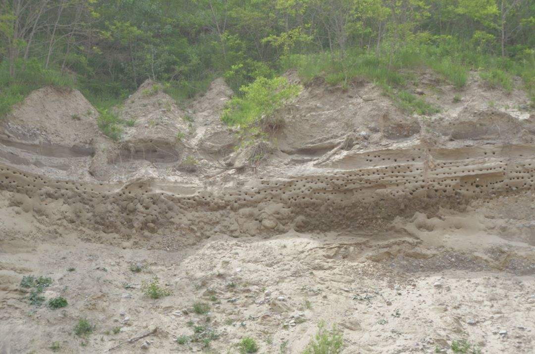 A portion of the Byron gravel pit’s bank swallow colony. Each dark patch is a nest.