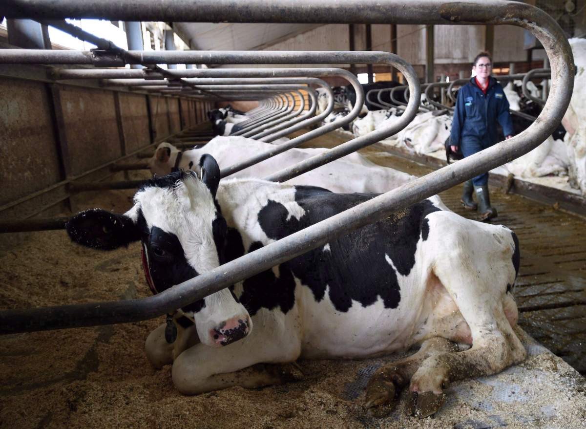 Dairy cows rest at a farm in eastern Ontario on Wednesday, April 19, 2017.
