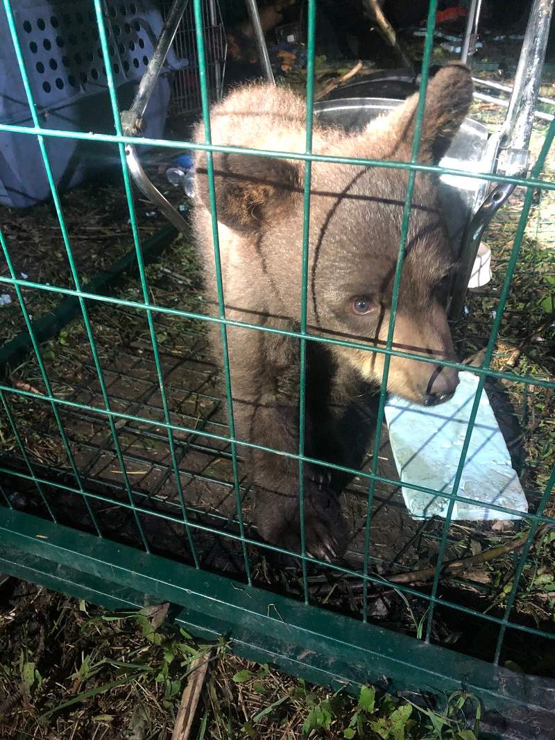 This bear cub was seized by the BC Conservation Service after it was found caged on a northeastern B.C. property where RCMP executed an arrest warrant on June 9, 2020.