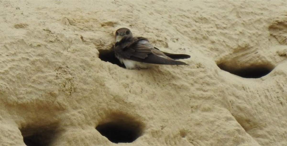 Bank swallows are a protected specie under the Endangered Species Act as well as the Migratory Birds Convention Act.