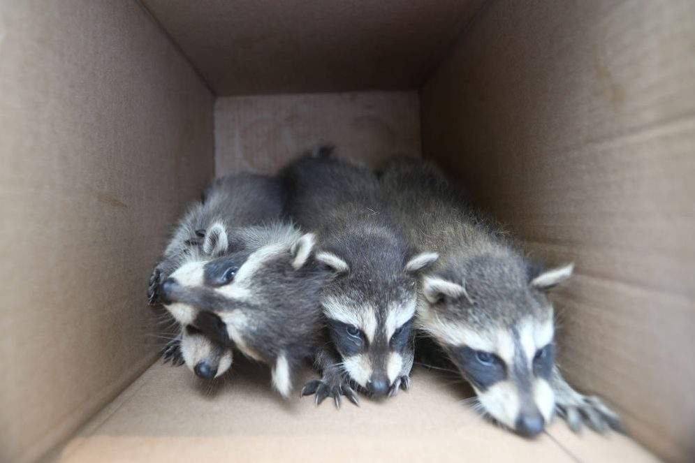 Orphaned baby raccoons are shown in this file photo.
