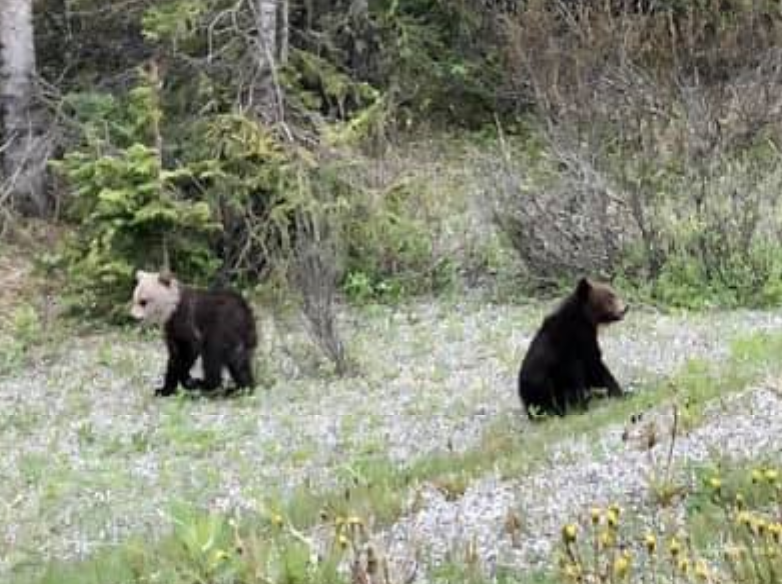 A shot of a grizzly cub with unique colouring taken in southern Alberta.