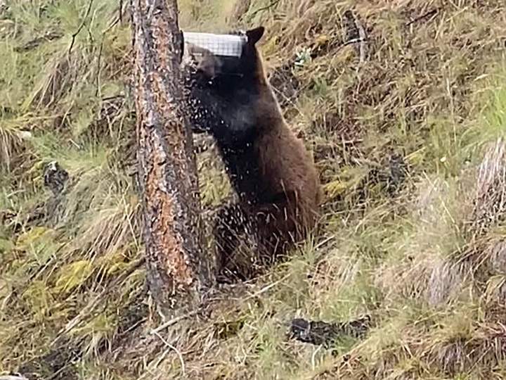 A bear eating seed from a bird feeder in Kelowna.
