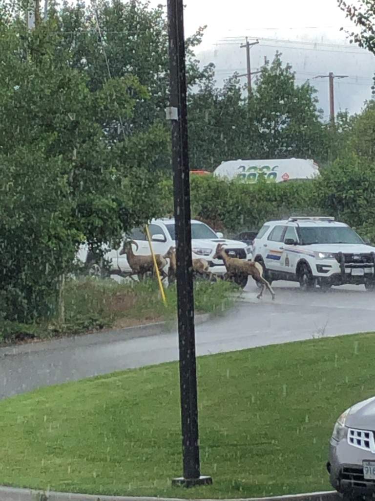RCMP were called to Highway 97 and Butt Road in West Kelowna Tuesday morning to help direct a herd of bighorn sheep off the road.