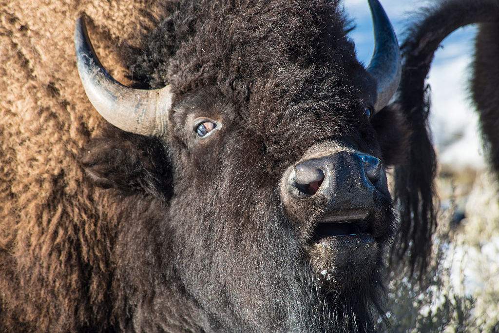 A large bull bison from the genetically pure bison herd grazes on the Blacktail Plateau in in Yellowstone National Park.
