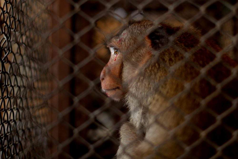 A monkey is seen in a cage before a sterilization procedure by the Department of National Parks due to the increase of the macaques population in the urban area and the tourist spots of the city of Lopburi, in Thailand June 22, 2020.