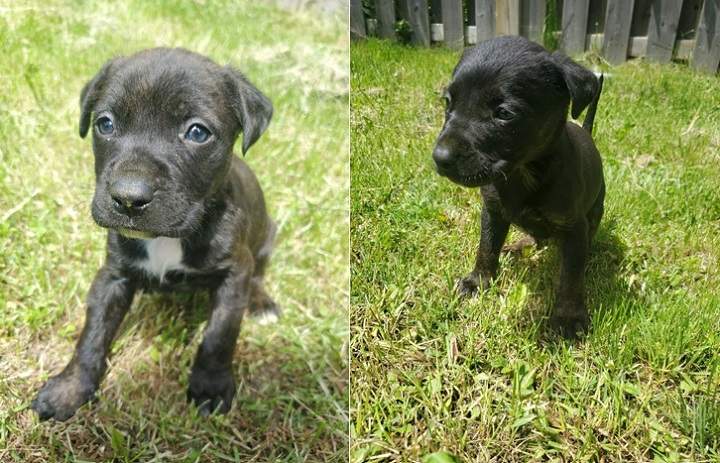 The puppies were allegedly stolen Monday evening.