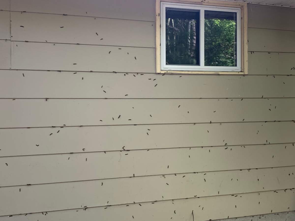 Pepper says he’s not able to enjoy the outdoors due to the swarms of caterpillars.