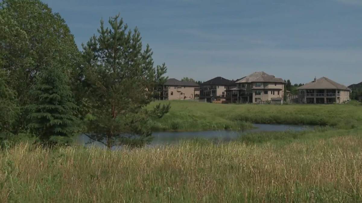 Grass has grown and so have the weeds on the former Coyote Crossing Golf Course in Strathcona County, Alta.