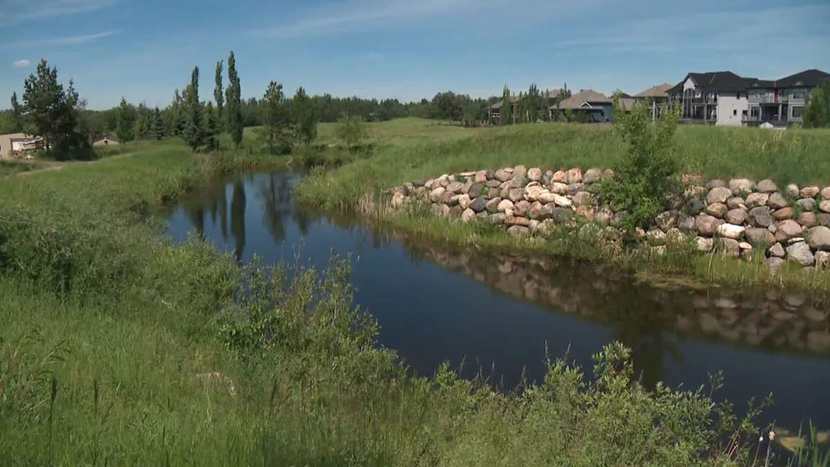 Grass has grown and so have the weeds on the former Coyote Crossing Golf Course in Strathcona County, Alta.