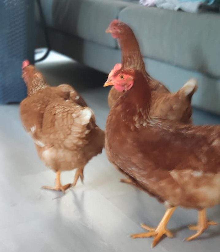 Chickens are shown at a man’s home in Titirangi, New Zealand, on May 21, 2020.