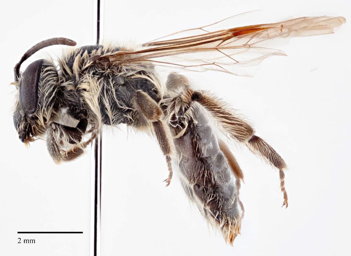 Cory Sheffield named the new bee species Andrena hadfieldi after Canadian astronaut Chris Hadfield.