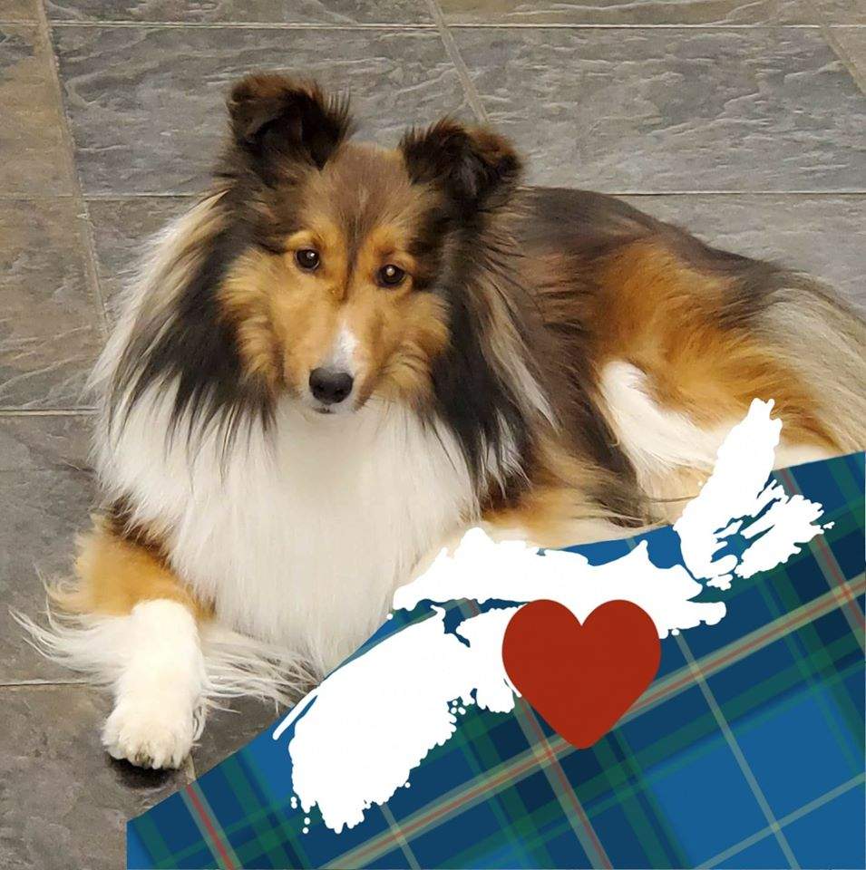 Thorne is now safe at home again. Photo submitted by Sherry Duncan.