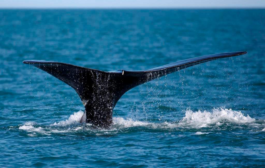 In this Wednesday March 28, 2018 photo, a North Atlantic right whale feeds on the surface of Cape Cod bay off the coast of Plymouth, Mass.