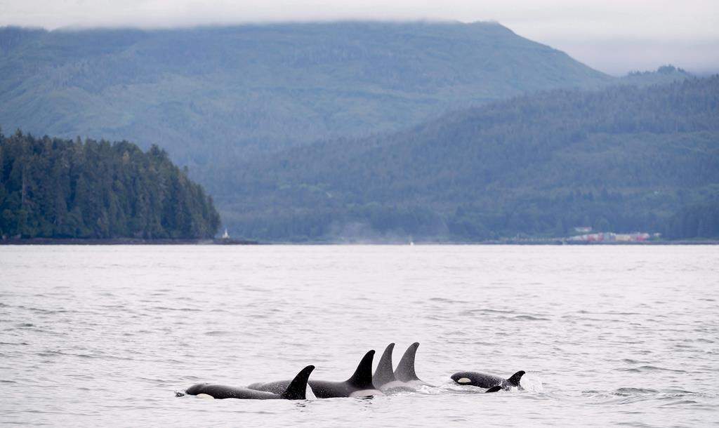 Orcas play in Chatham Sound near Prince Rupert, B.C., Friday, June, 22, 2018. A hush has blanketed the waters off the British Columbia coast as the pandemic has marked a significant reduction in sea traffic, which scientists say is an opportunity to study how noise affects southern resident killer whales. THE CANADIAN PRESS Jonathan Hayward.