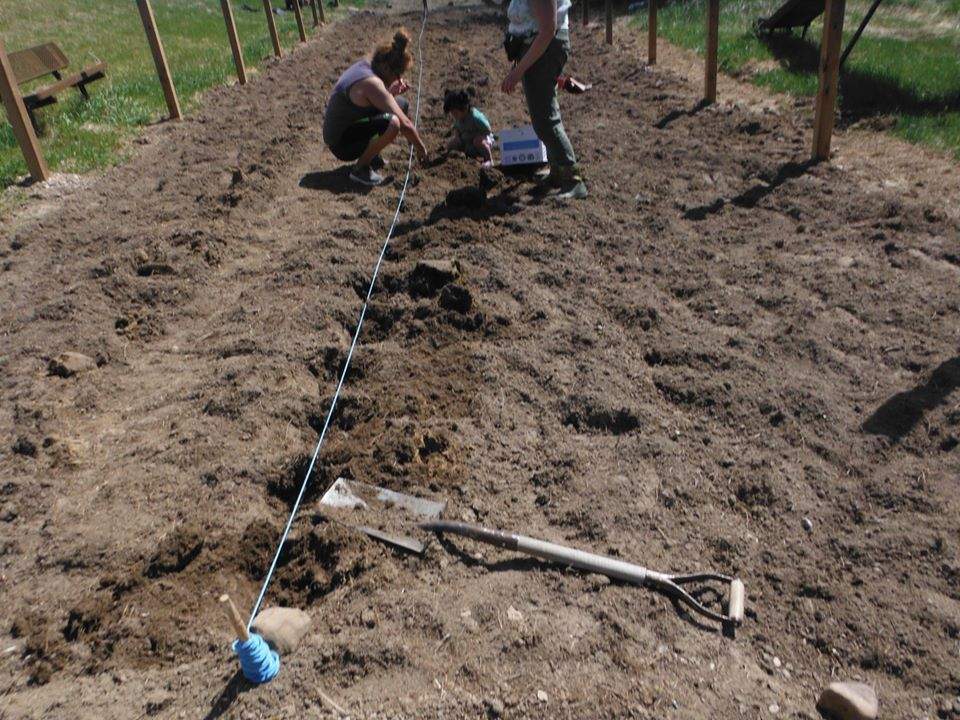 Paul’s family plants potatoes.