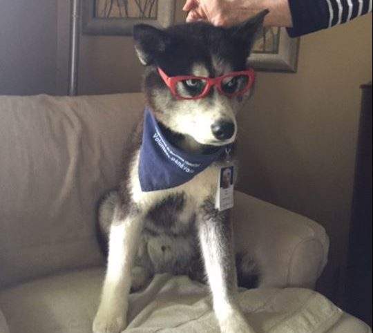 Hero the dog has some big shoes to fill. 