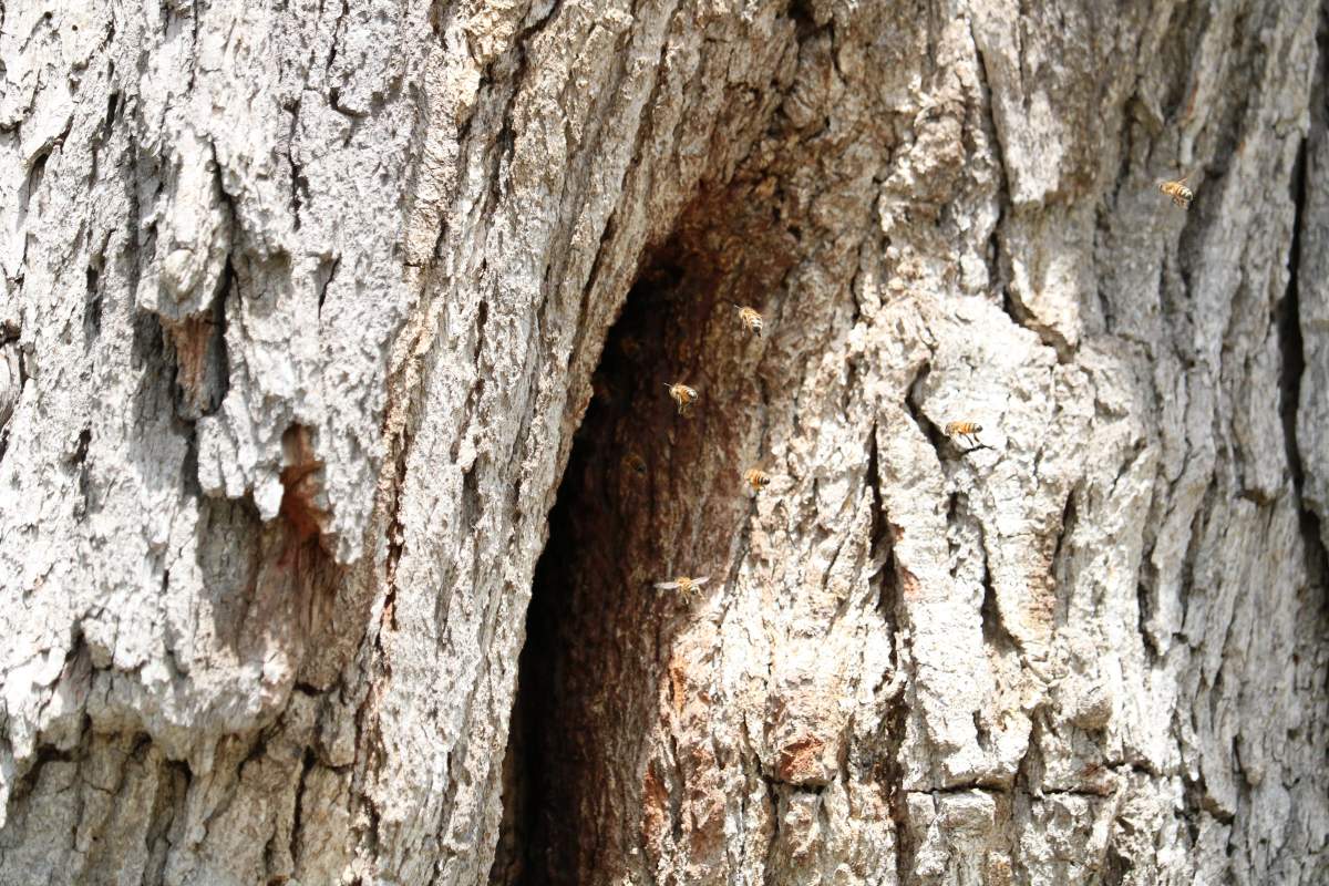 There is a colony of bees living inside the hundreds of years old tree that will need to be recoated before it is cut down. June 26, 2020.