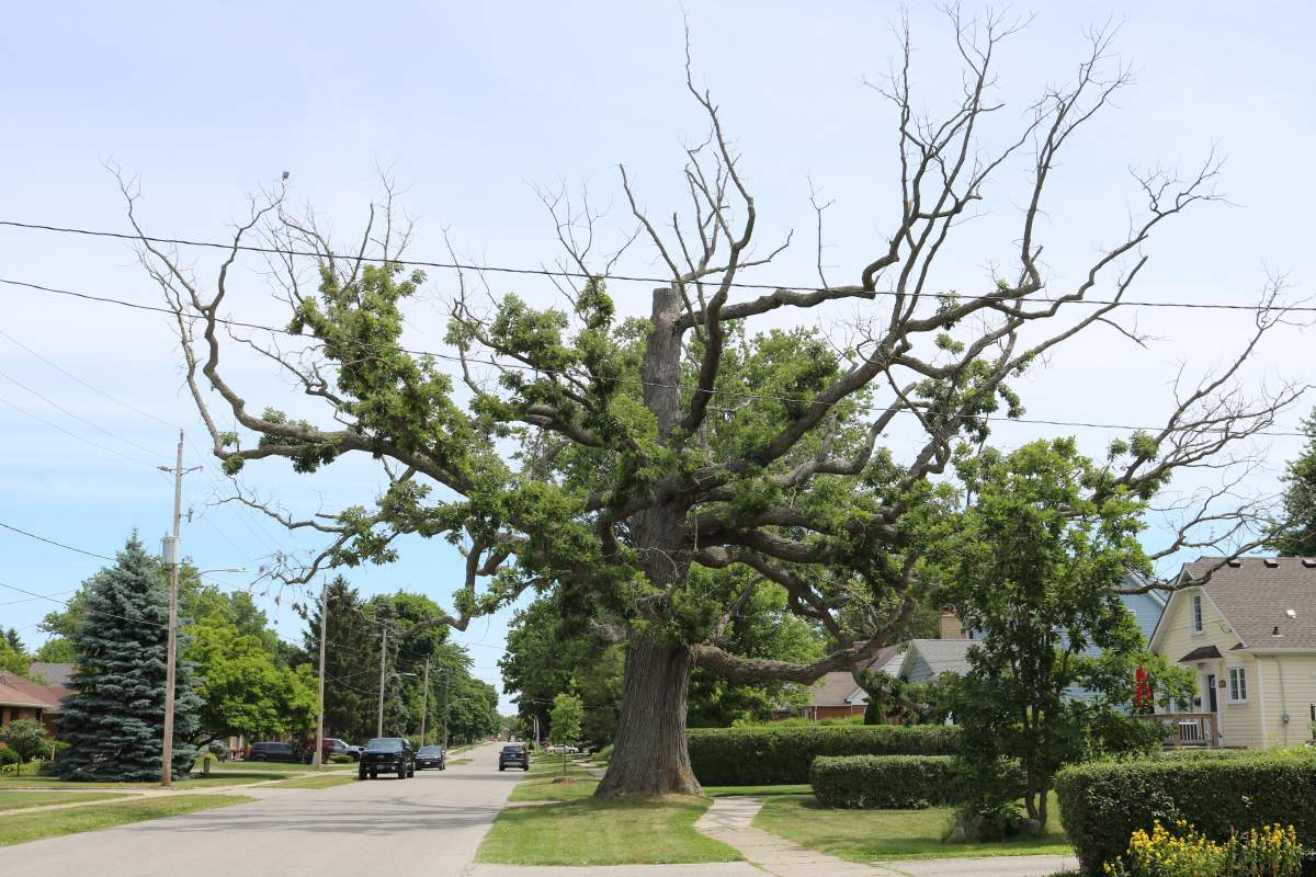 lambeth tree