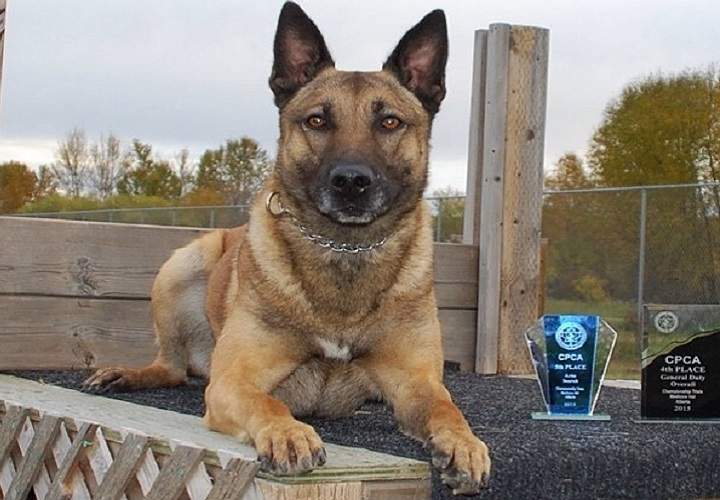 The Ministry of Environment recently said goodbye to a trusted co-worker after Conservation Officer Service Dog Jaks retired in April.
