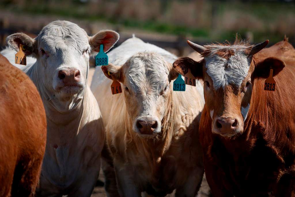 Cattle look out from a pen at the Thorlakson Feedyards near Airdrie, Alta., Thursday, May 28, 2020, amid a worldwide COVID-19 pandemic.