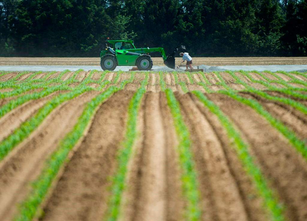 Crop development remains normal for this time of year, says Sask Ag.