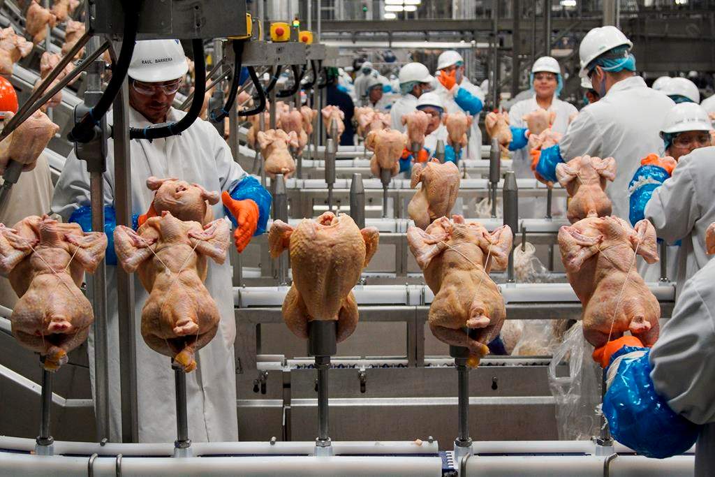 FILE - In this Dec. 12, 2019, file photo workers process chickens at the Lincoln Premium Poultry plant, Costco Wholesale's dedicated poultry supplier, in Fremont, Neb. (AP Photo/Nati Harnik, File).