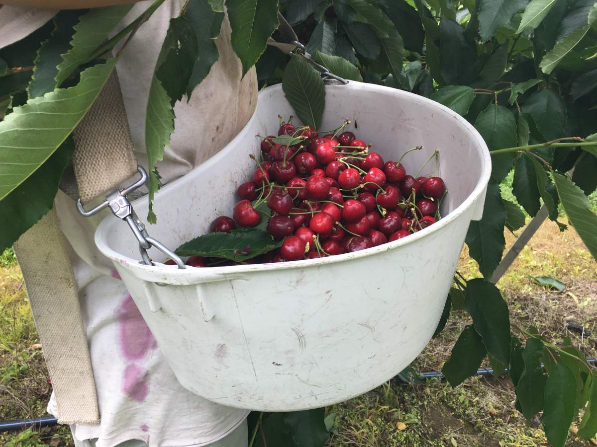 A domestic farm worker picks cherries at an Oliver farm on Wednesday, June 24, 2020