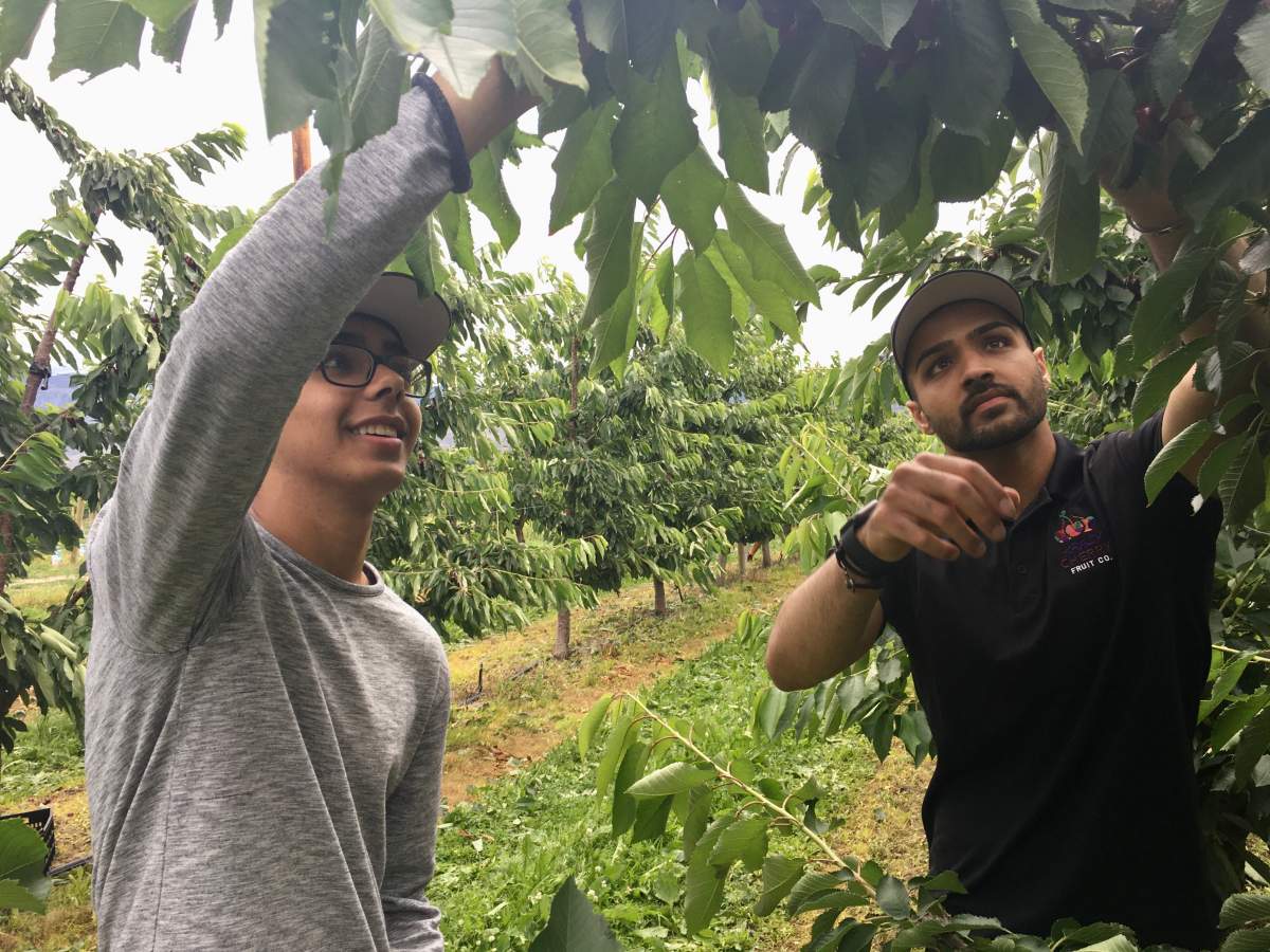 Harman Bahniwal (right) of Krazy Cherry Fruit Co. in Oliver, B.C., inspects a cherry tree during harvest.