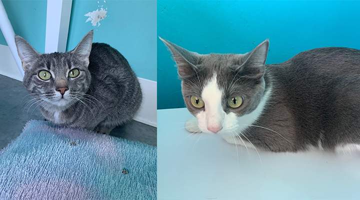 The two cats hanging out at Paws at Play dog daycare on June 12, 2020.